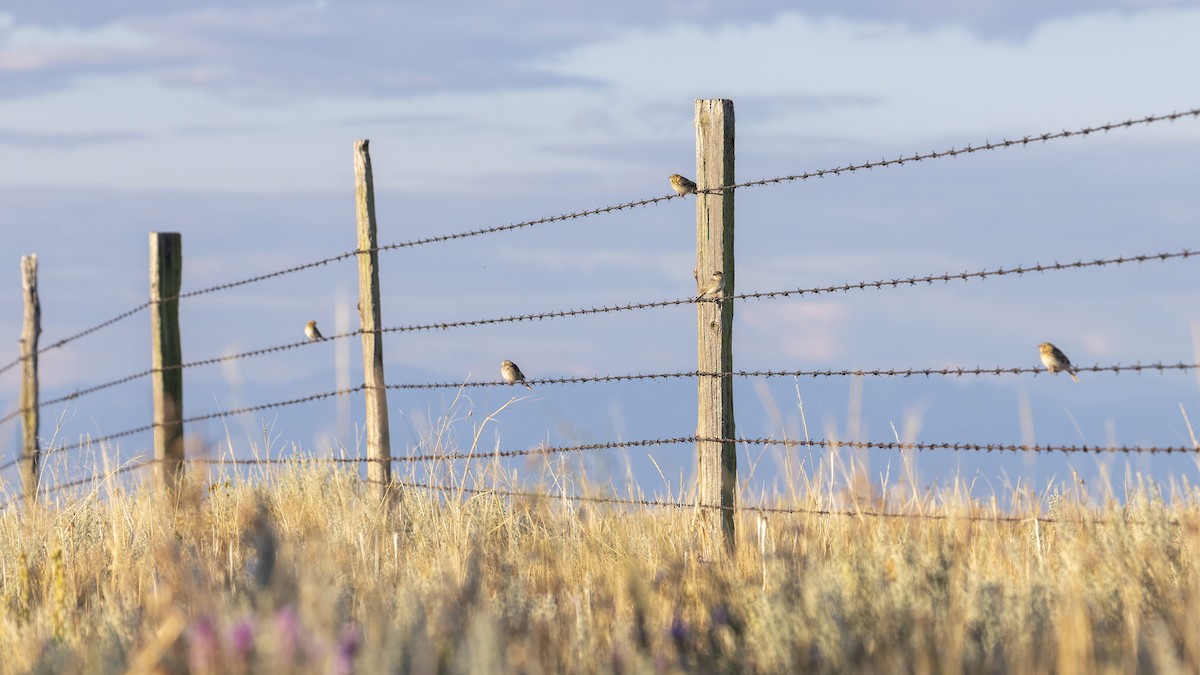 Baird's Sparrow - ML640364757