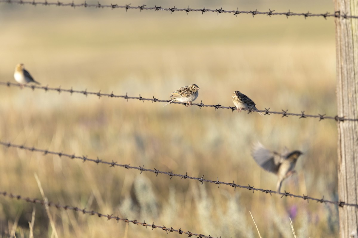 Baird's Sparrow - ML640364760