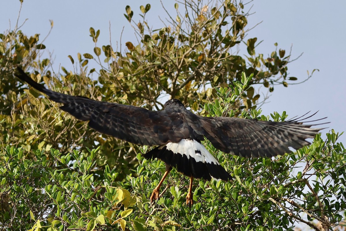 Great Black Hawk - ML640364785