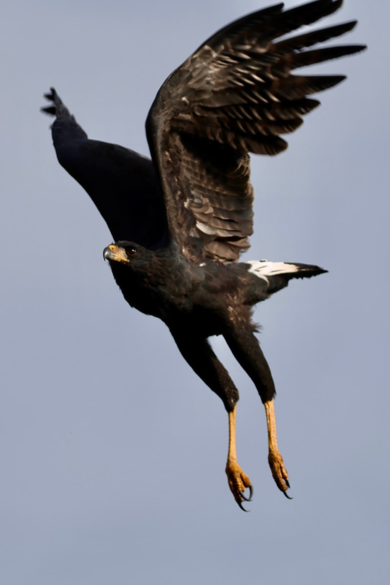 Great Black Hawk - ML640364786