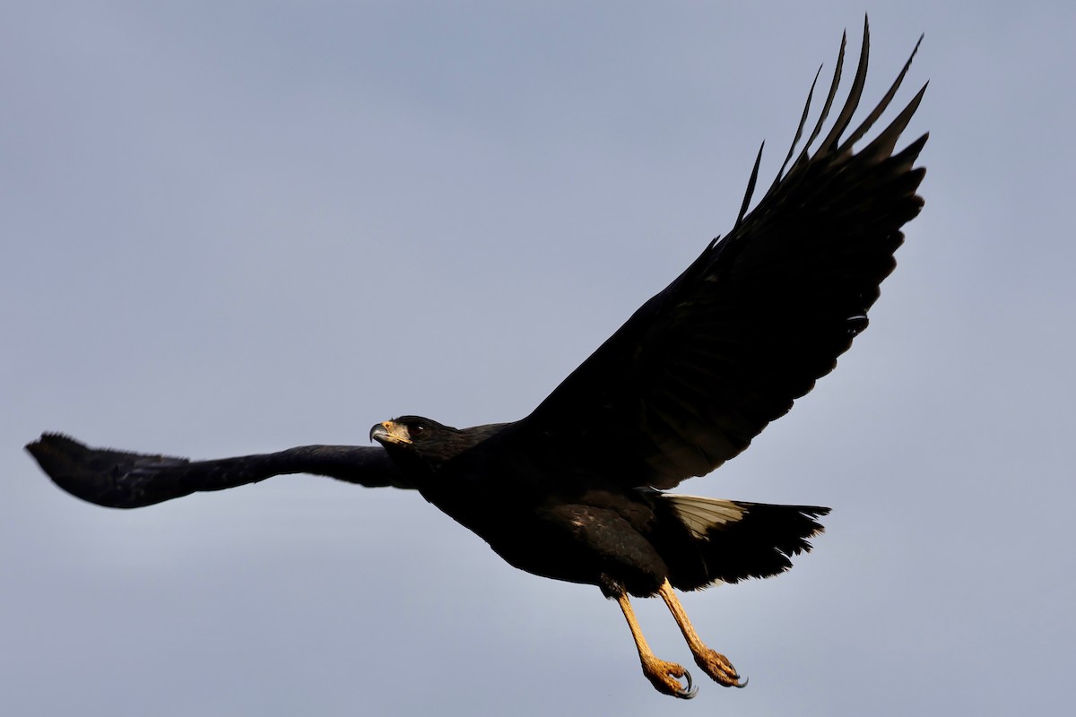 Great Black Hawk - ML640364787