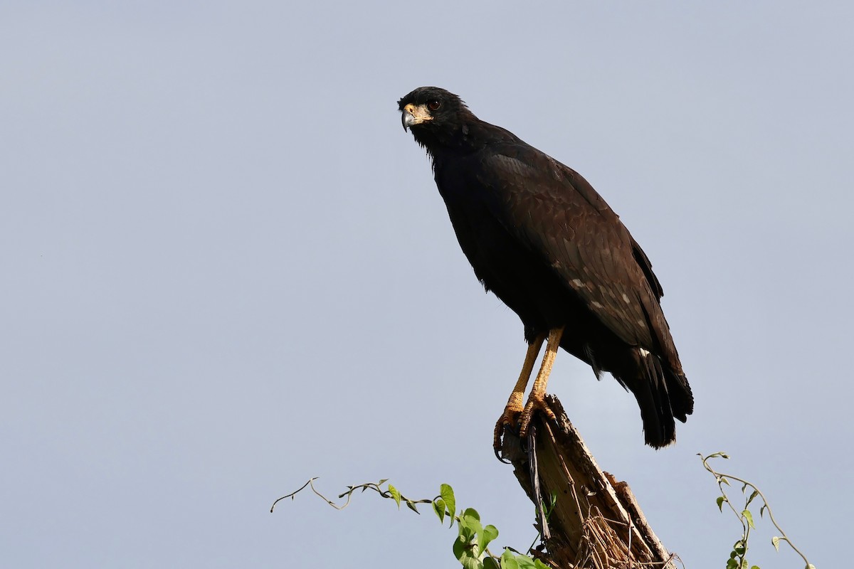 Great Black Hawk - ML640364789