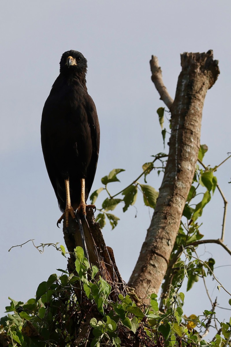 Great Black Hawk - ML640364790