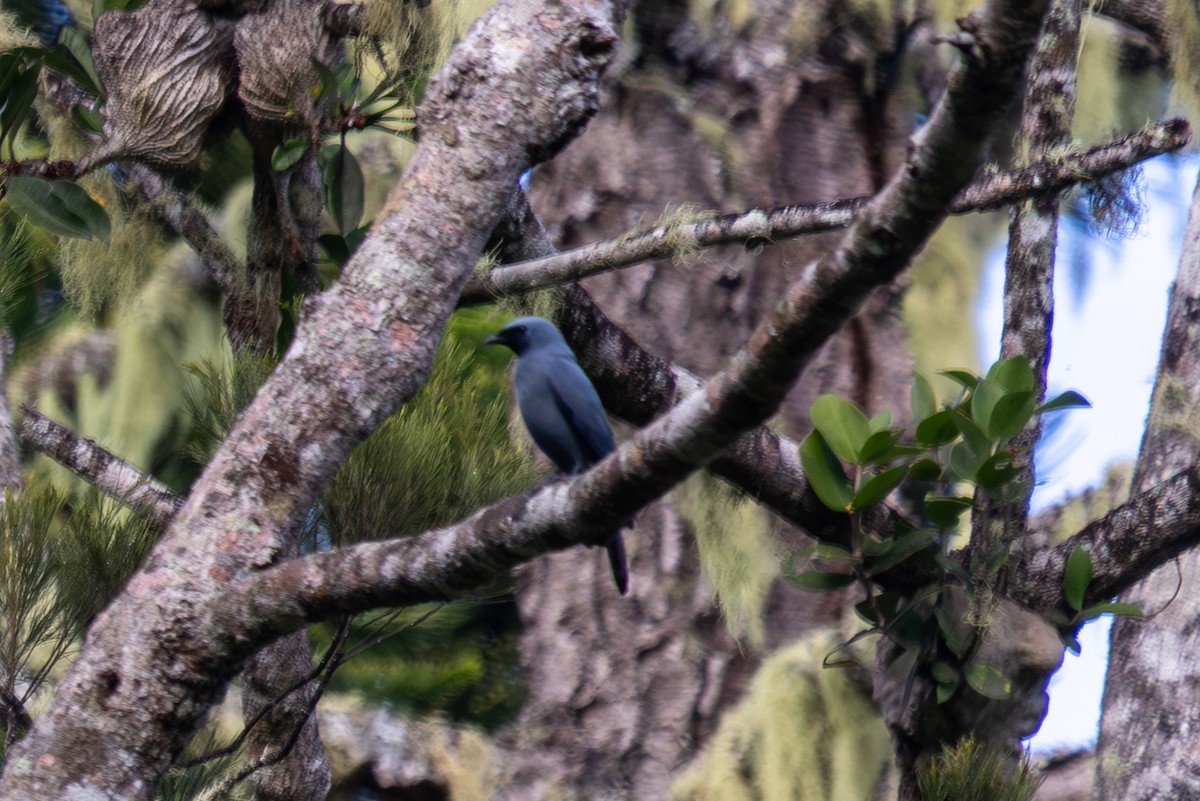 Boyer's Cuckooshrike - ML640364835