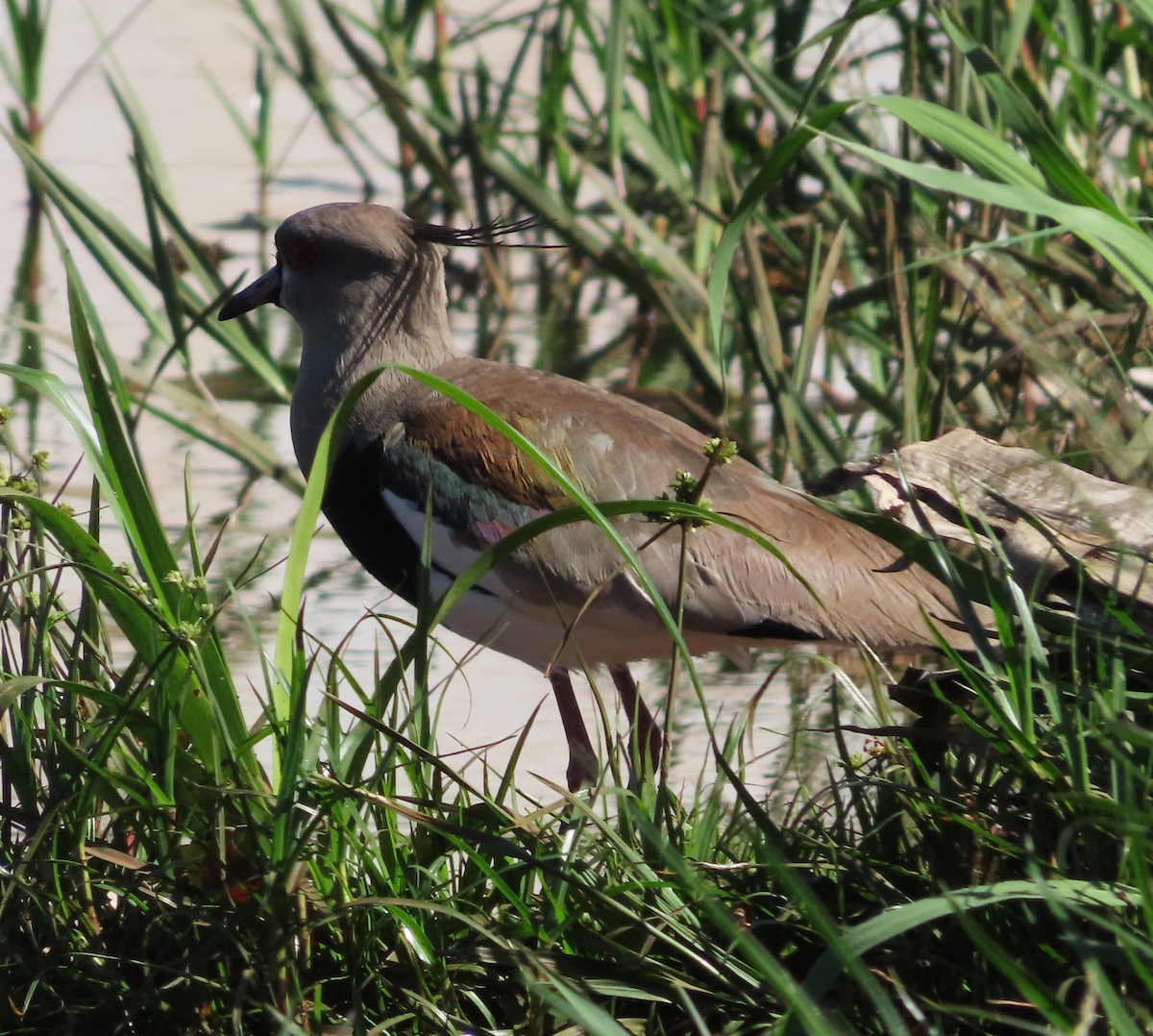 Southern Lapwing - ML640364860