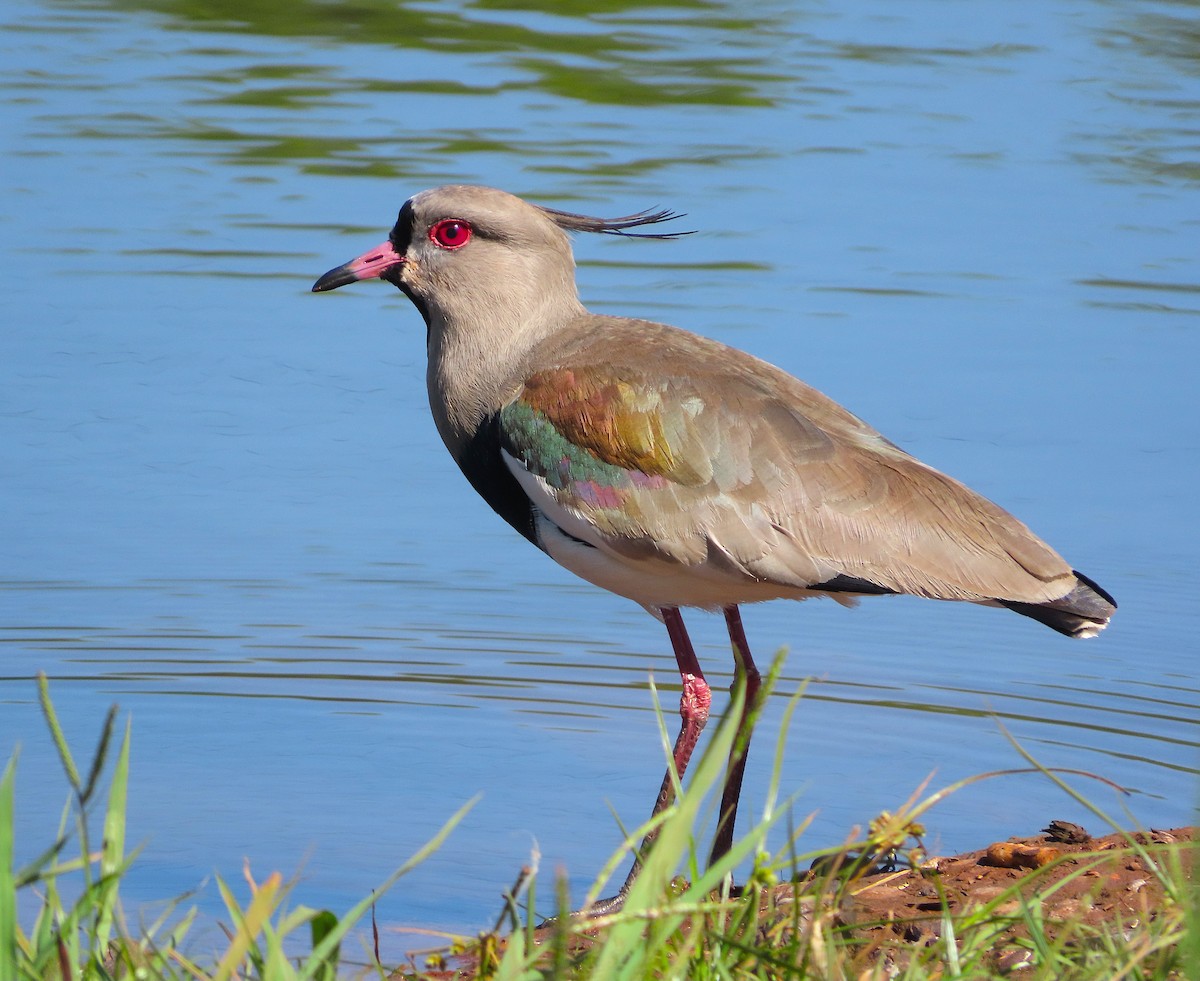 Southern Lapwing - ML640364861
