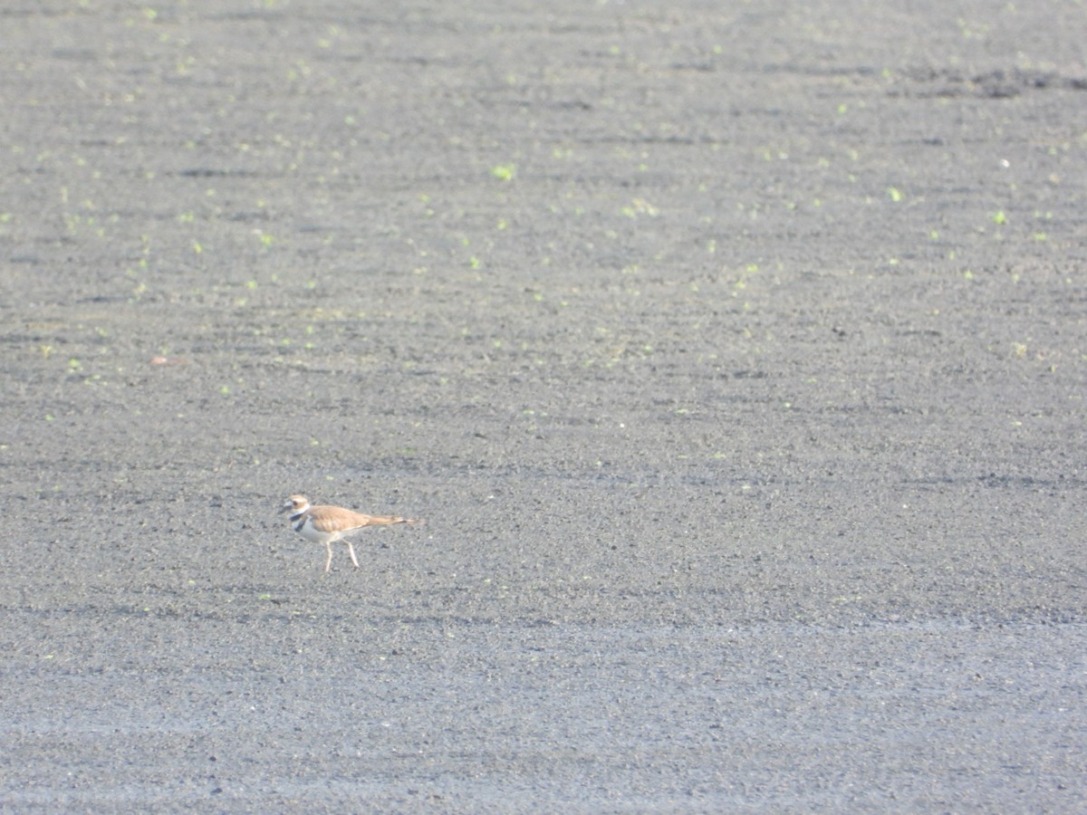 Killdeer - ML640364871