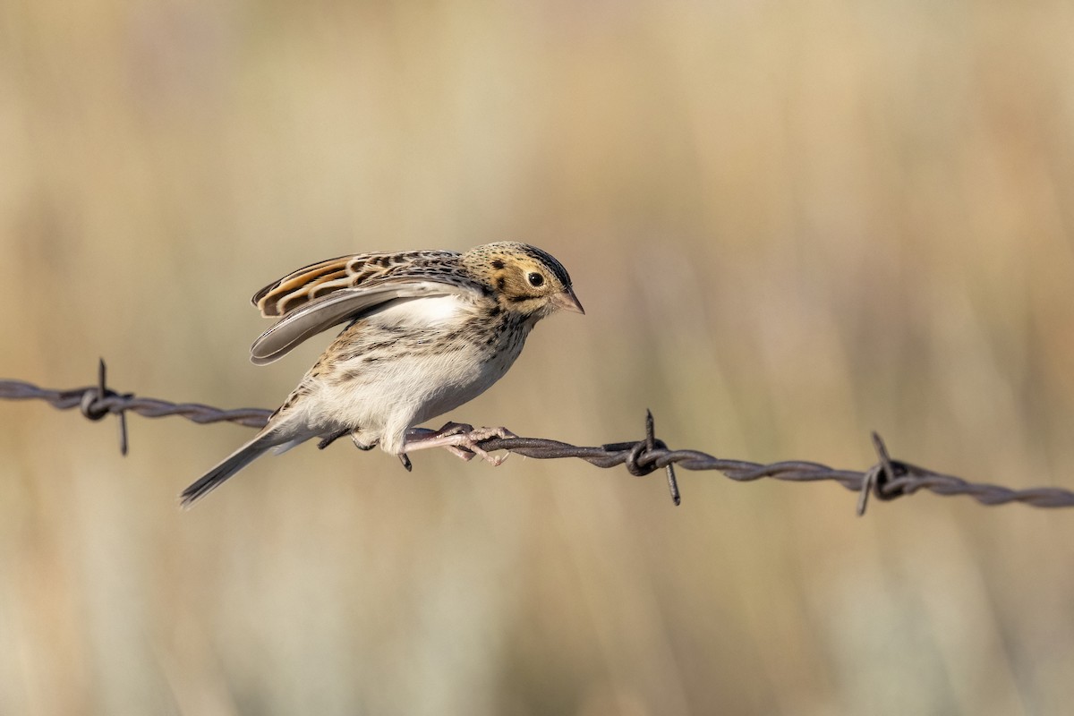 Baird's Sparrow - ML640364873