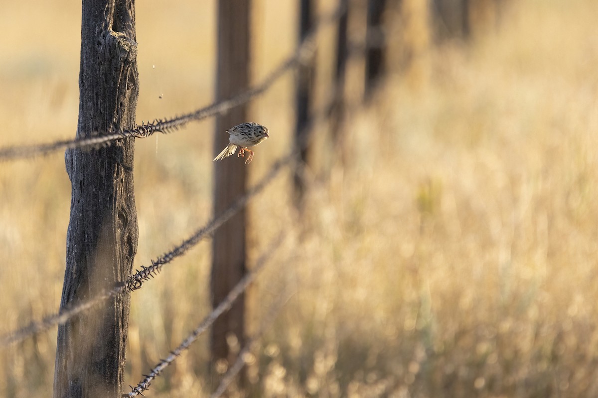 Baird's Sparrow - ML640364909