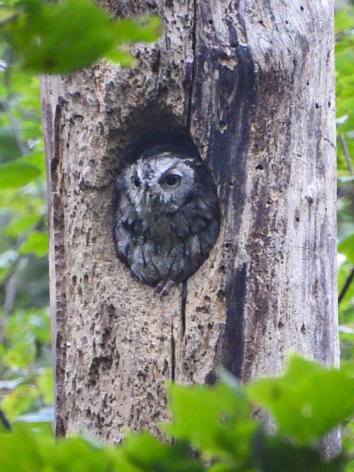 Eastern Screech-Owl - ML640364924
