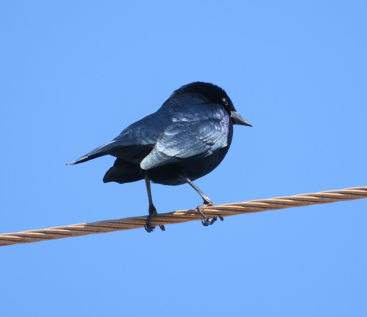 Shiny Cowbird - ML640364927