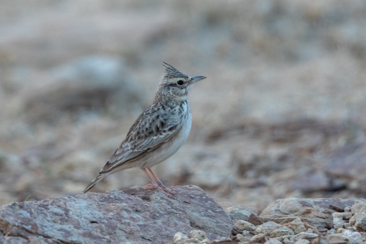 カンムリヒバリ - ML640364960
