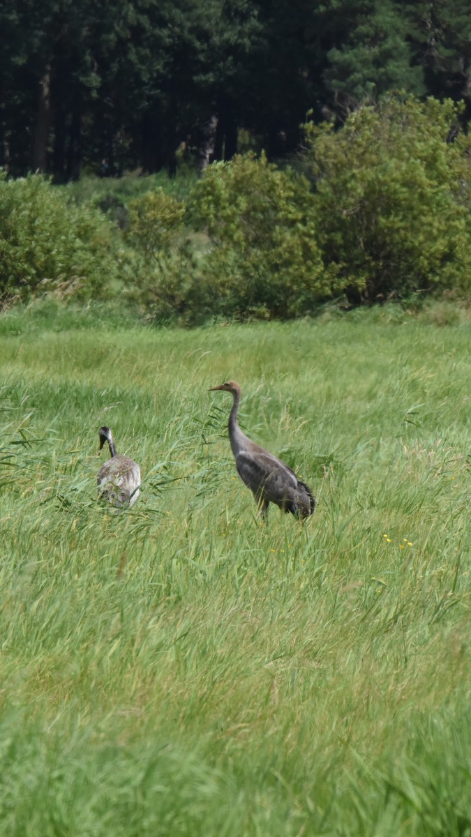 Common Crane - ML640364976