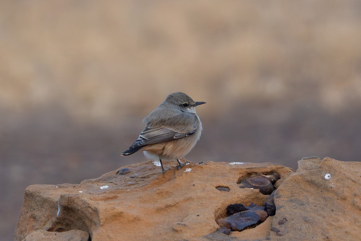 ペルシアサバクヒタキ - ML640364979