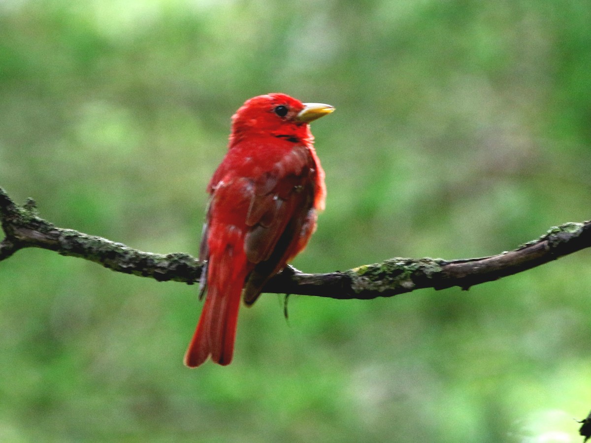 Summer Tanager - ML640364986
