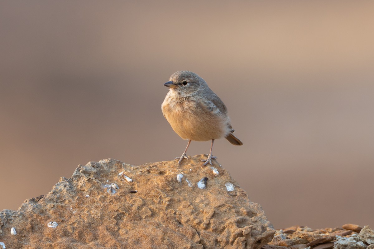 スナヒバリ - ML640364989