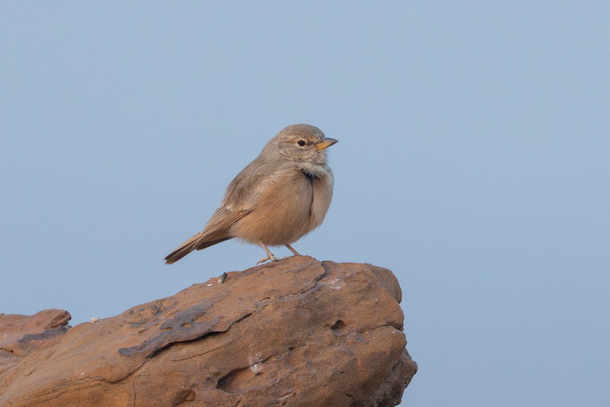 スナヒバリ - ML640364990