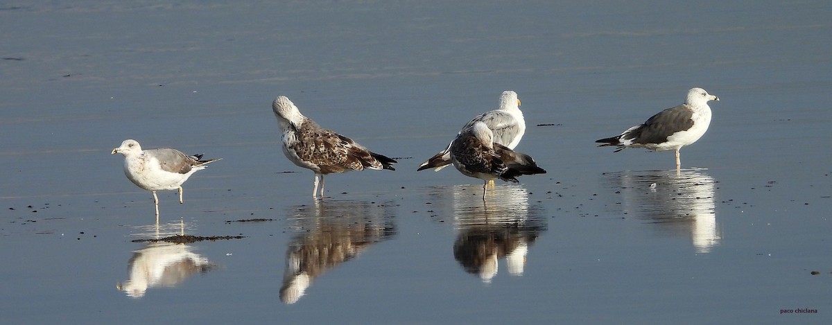 Yellow-legged Gull - ML640365001