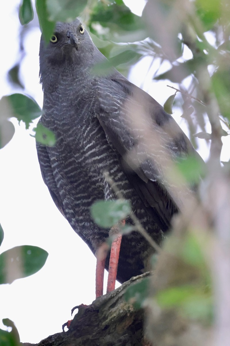 Crane Hawk - ML640365003