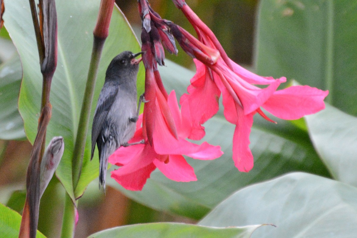 Slaty Flowerpiercer - Janet Rathjen