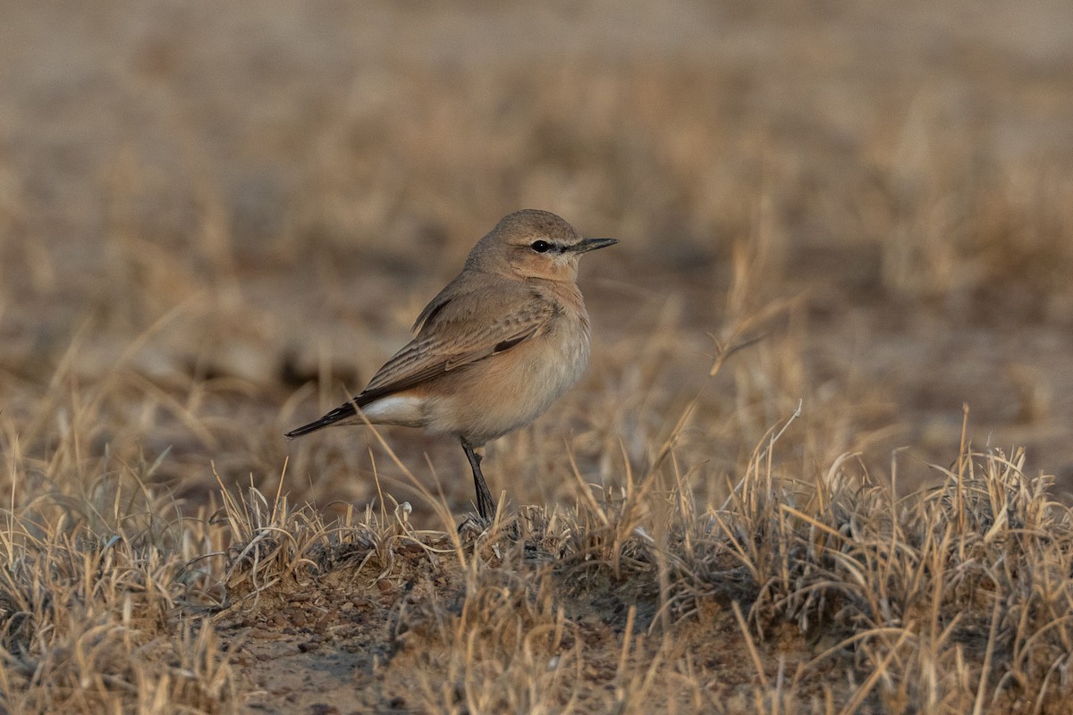 イナバヒタキ - ML640365013