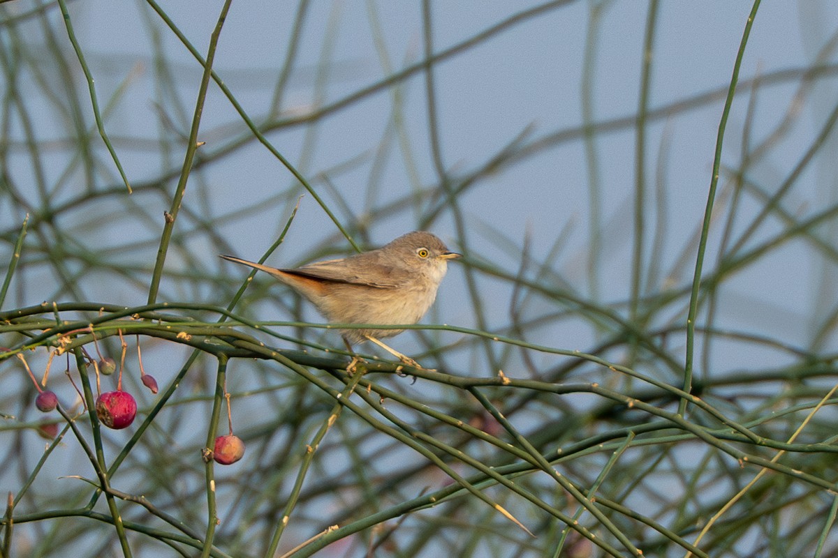 Asian Desert Warbler - ML640365036
