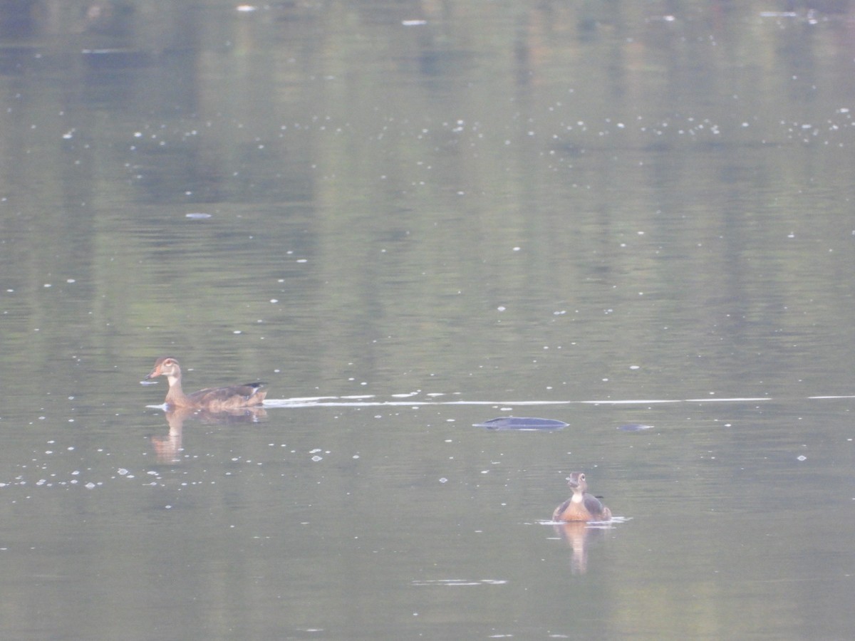 Wood Duck - ML640365059