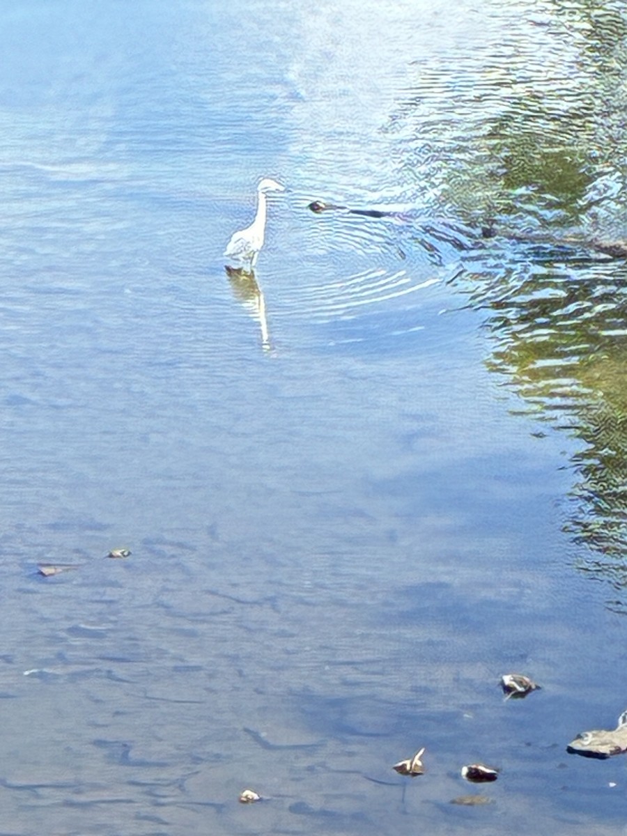 Little Blue Heron - ML640365102