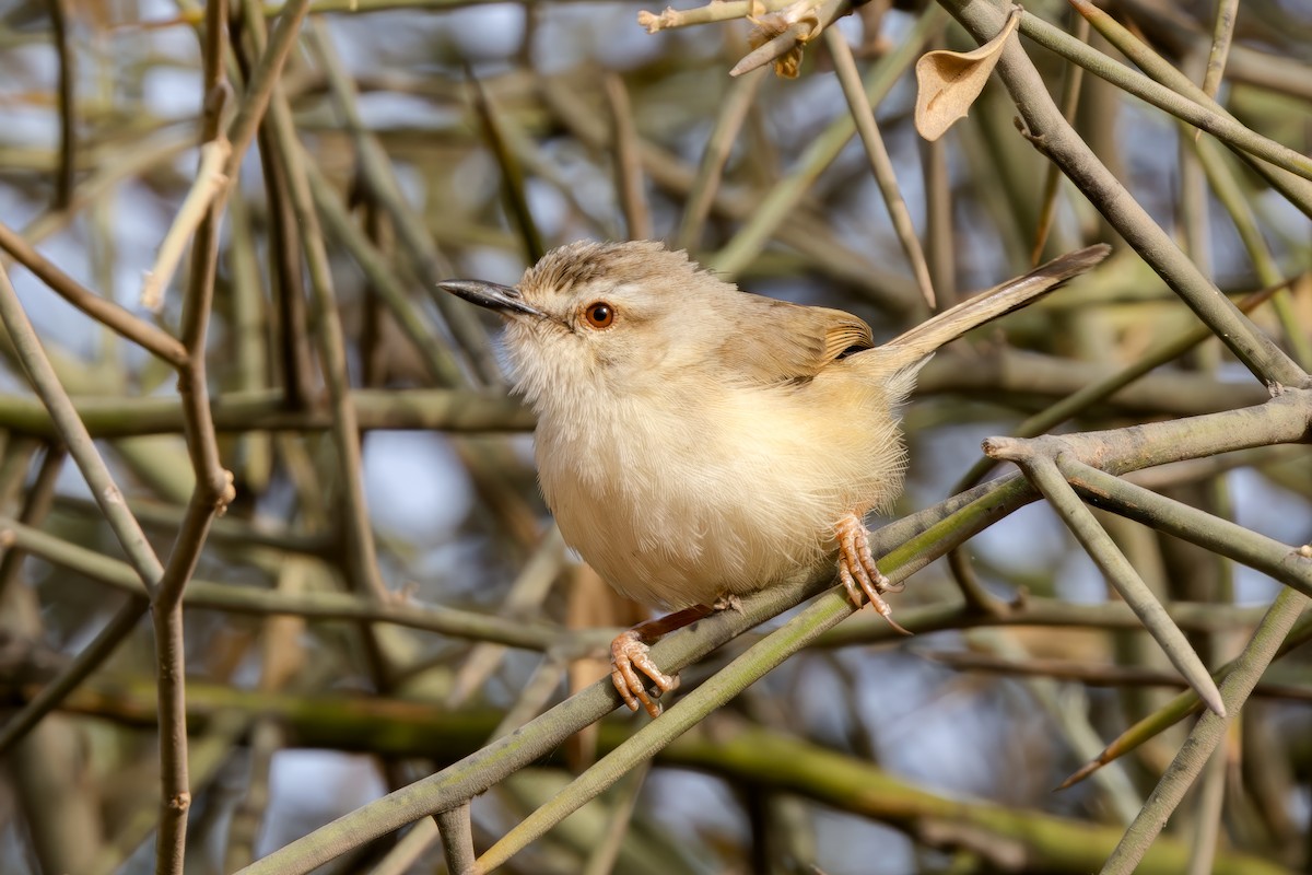 Tawny-flanked Prinia - ML640365108