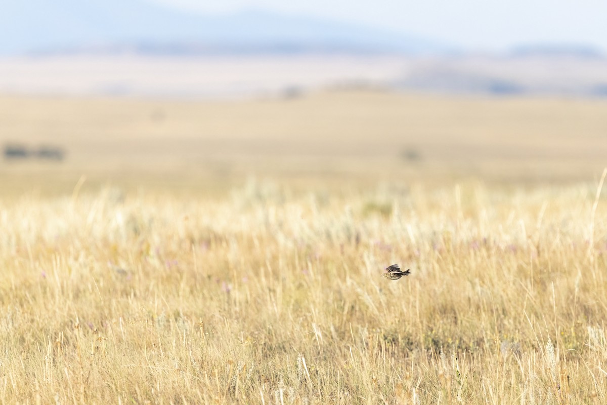Baird's Sparrow - ML640365111