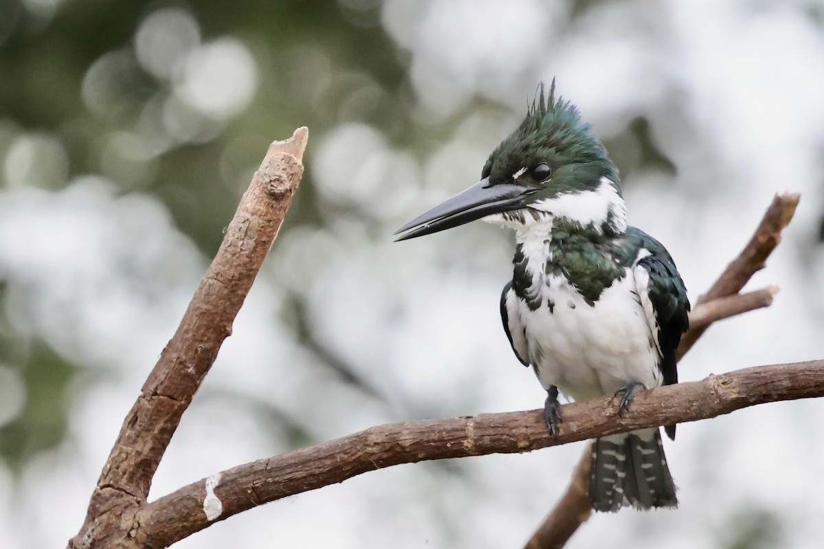 Amazon Kingfisher - ML640365118