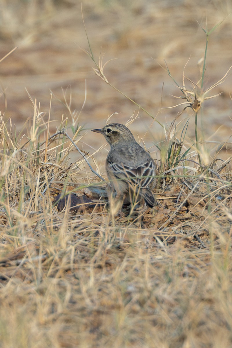 ムジタヒバリ - ML640365122