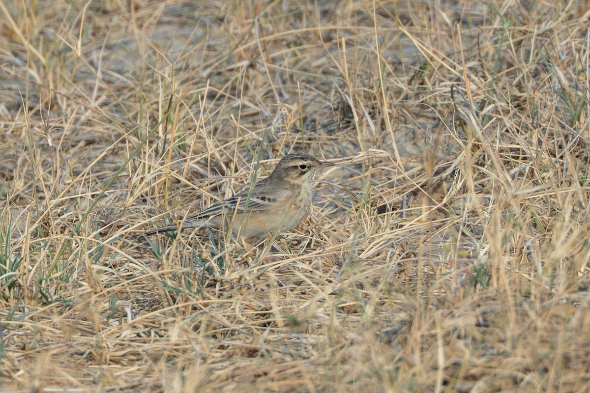 ムジタヒバリ - ML640365123