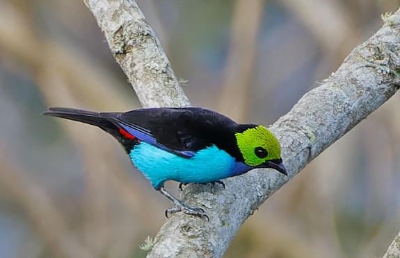 Paradise Tanager - ML640365172