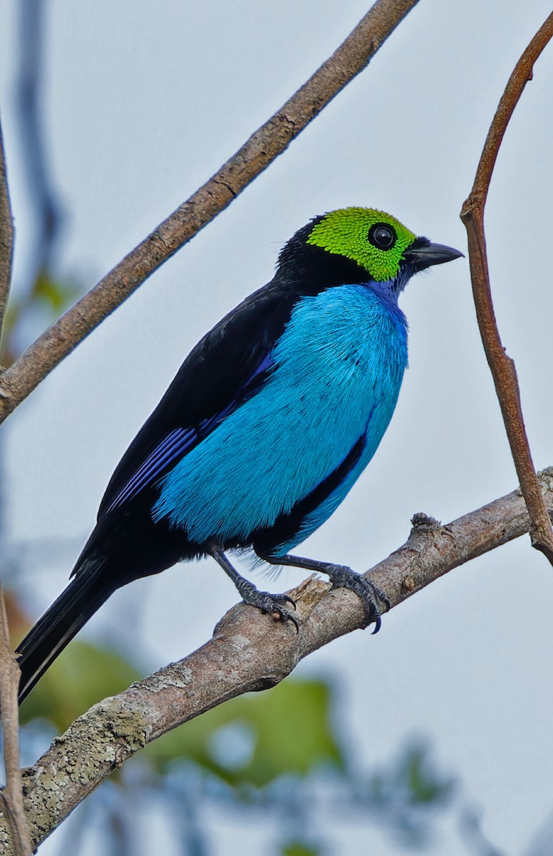 Paradise Tanager - ML640365173