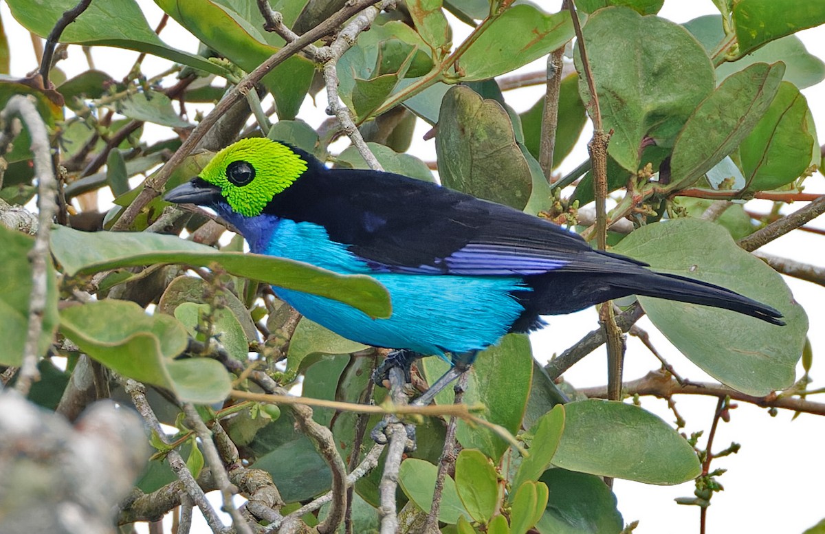 Paradise Tanager - ML640365174