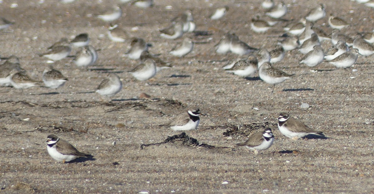 Common Ringed Plover - ML640365213
