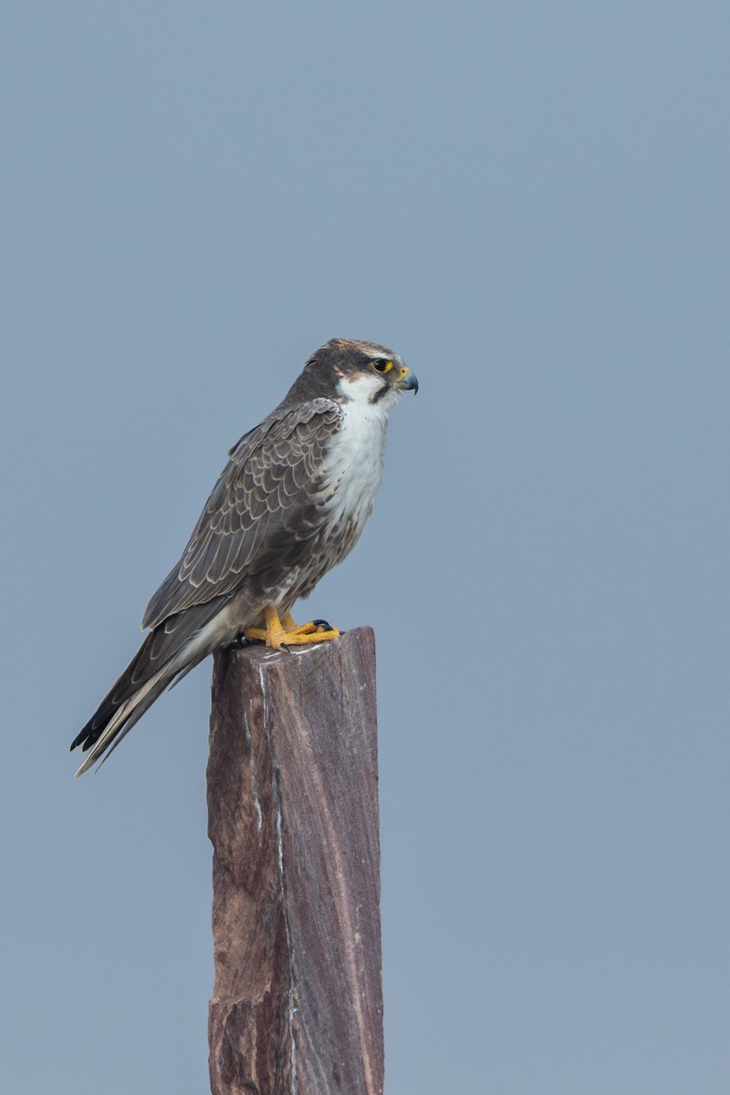 Laggar Falcon - ML640365215