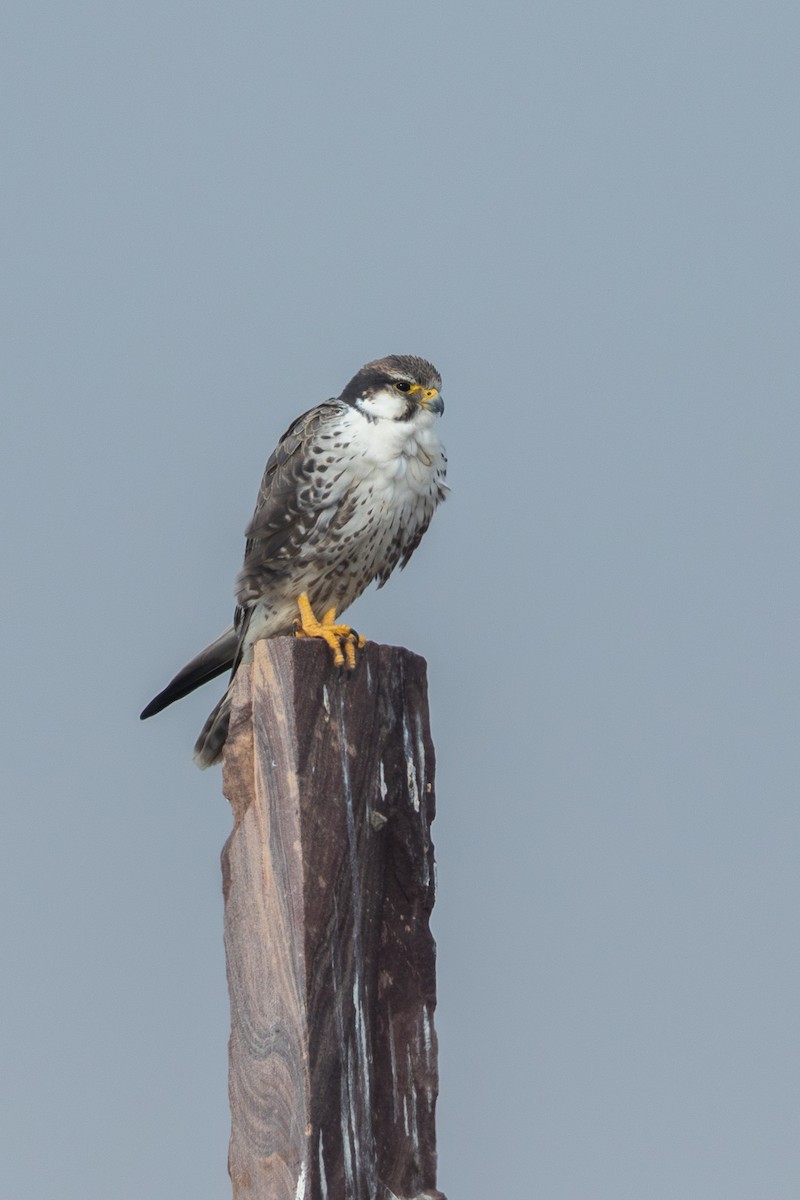 Laggar Falcon - ML640365216