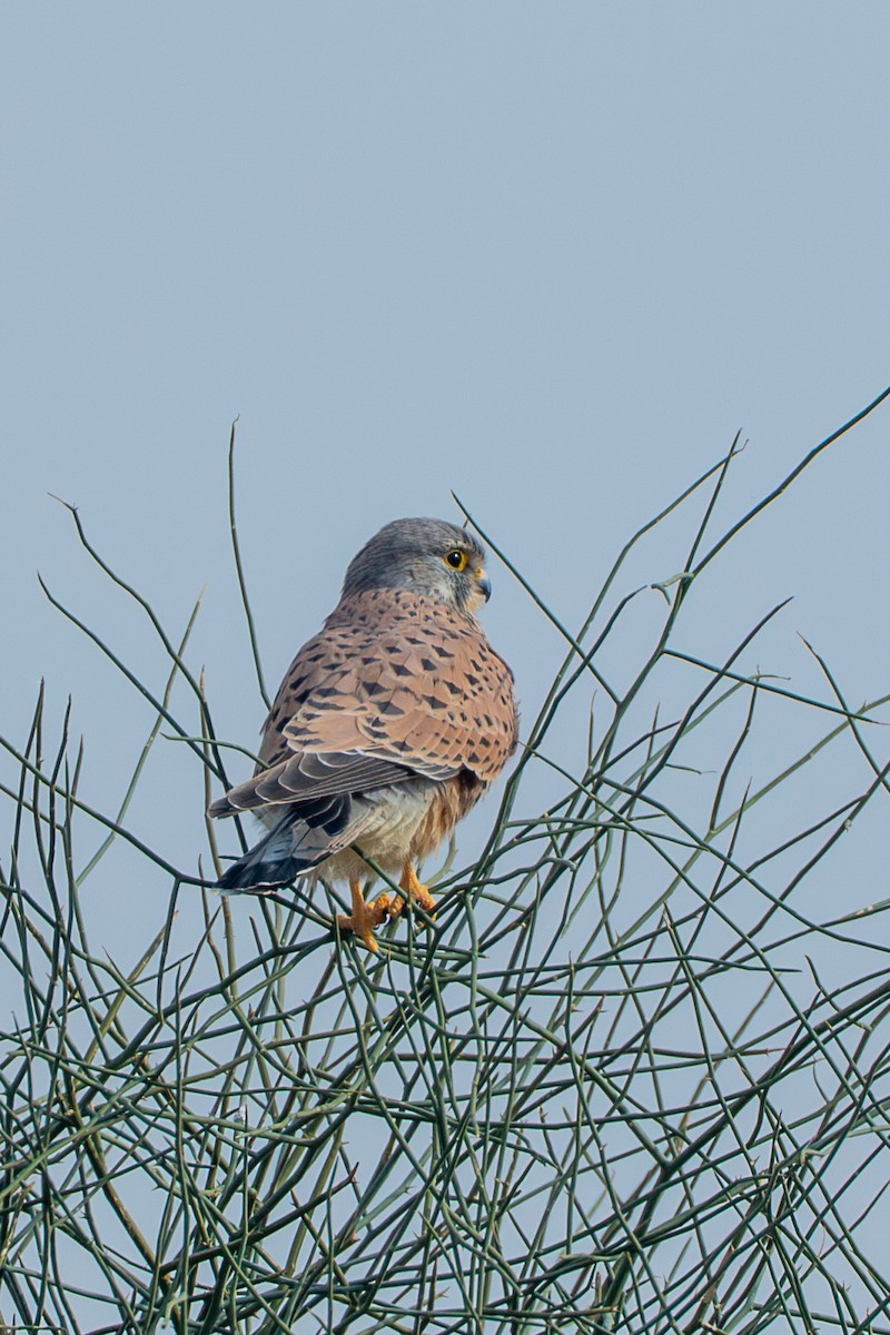 チョウゲンボウ - ML640365227