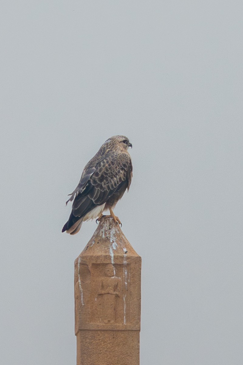 ニシオオノスリ - ML640365234