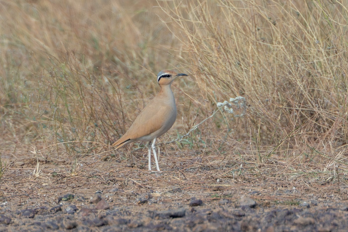 スナバシリ - ML640365240