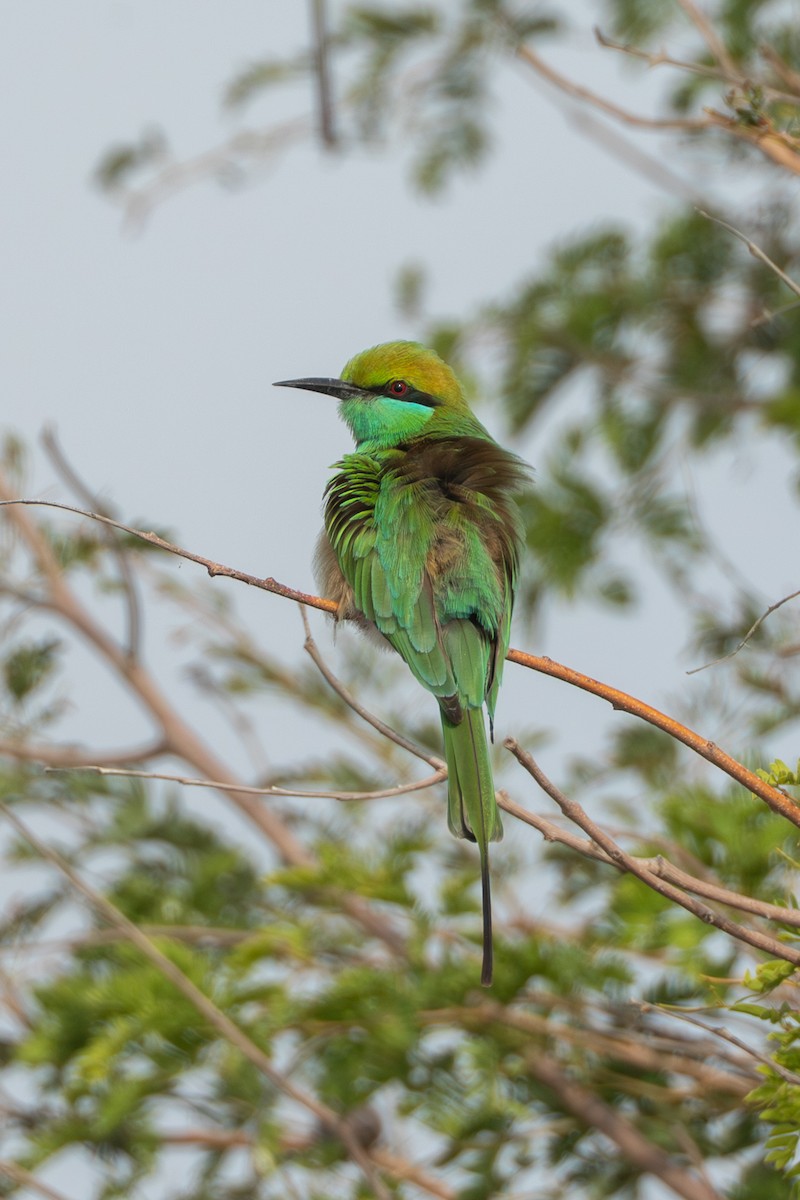 Asian Green Bee-eater - ML640365244