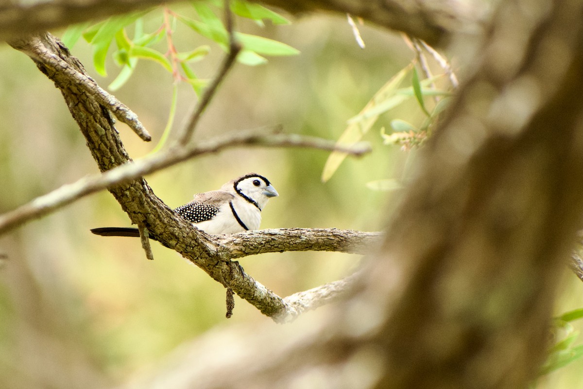 Double-barred Finch - ML640365252