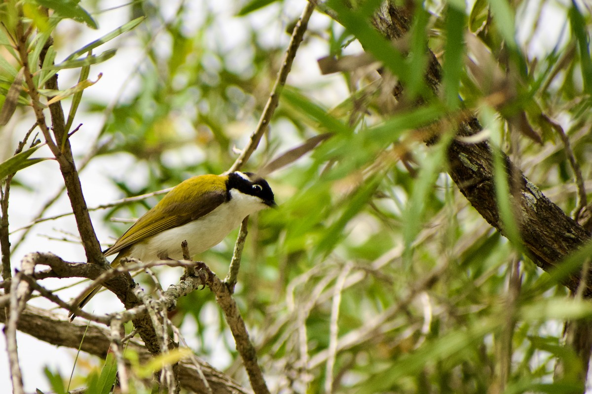 White-throated Honeyeater - ML640365254