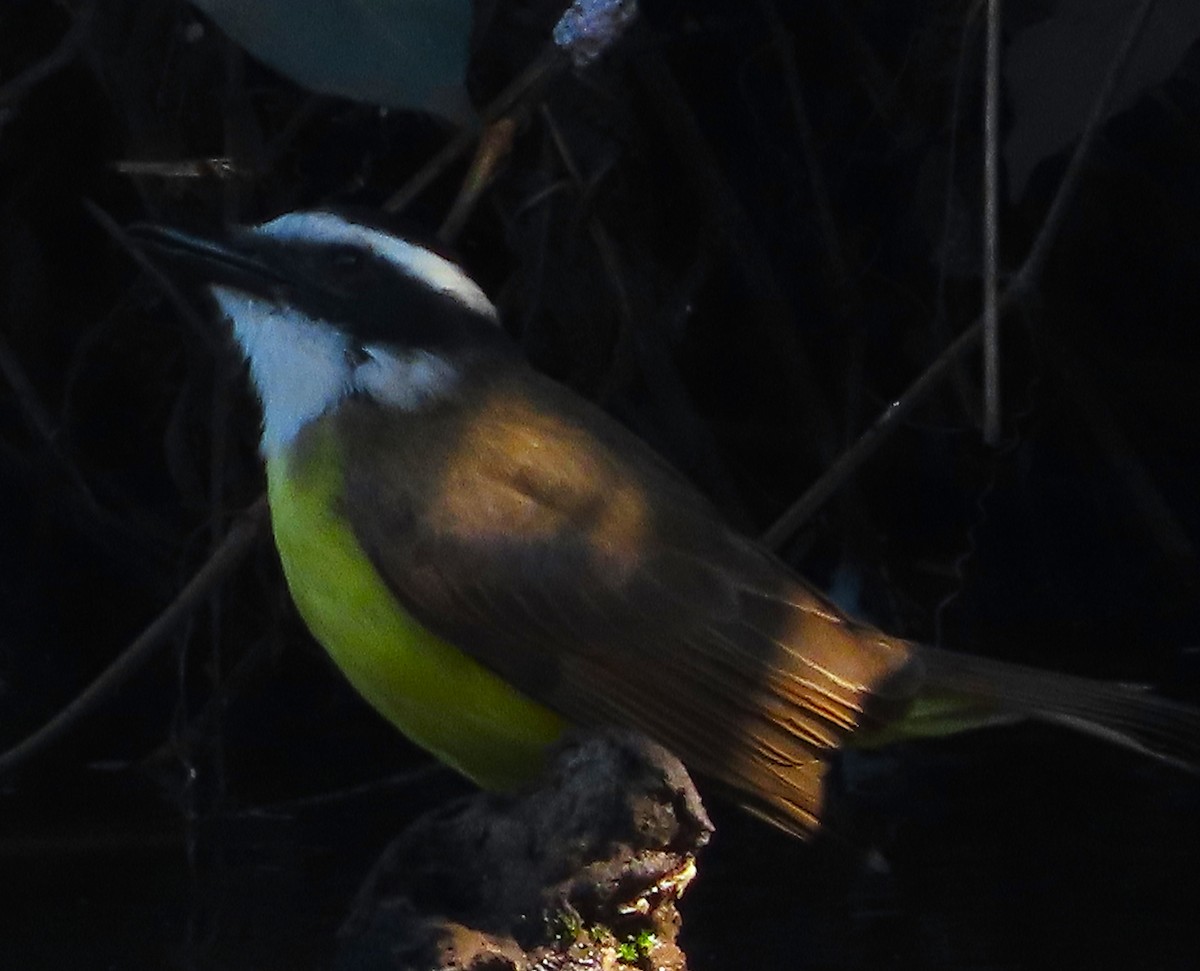 Social Flycatcher - ML640365261