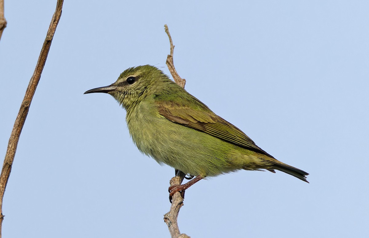 Red-legged Honeycreeper - ML640365277