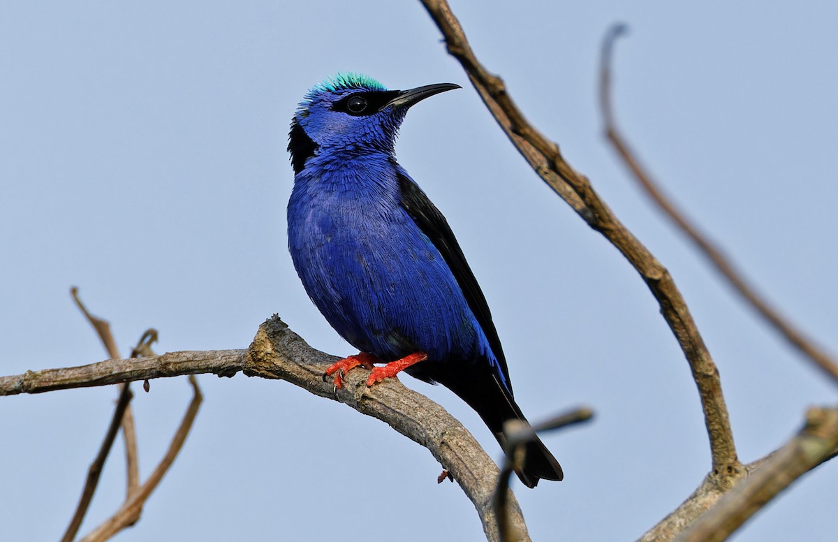 Red-legged Honeycreeper - ML640365278