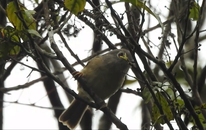 David's Fulvetta - ML640365344