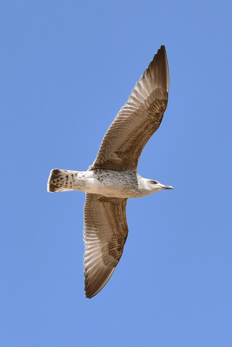 Yellow-legged Gull - ML640365447